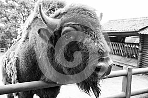 One world, one life. Wild bison with horns. Bison animal in wildpark. European or american bison in paddock or zoo photo