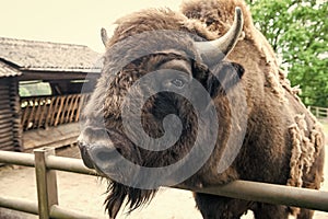 One world, one life. Wild bison with horns. Bison animal in wildpark. European or american bison in paddock or zoo