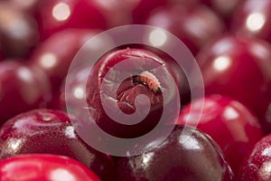 One worm climbs out of a ripe red cherry