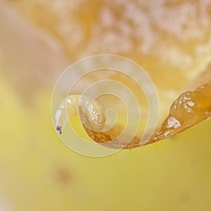 One worm fruitfly on the wild nature (Drosophila Melanogaster)