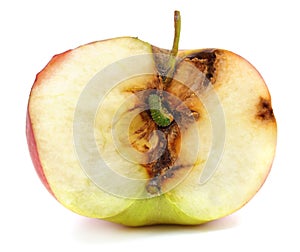 One wormy apple