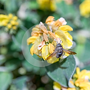 Xylocopa violacea violet carpenter bee on flowering plant