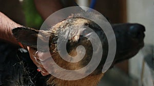 One year german shepherd male dog having a shampoo bath