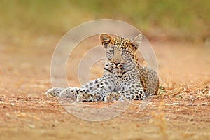 One year old African Leopard, Panthera pardus shortidgei, Hwange National Park, Zimbabwe. Wil cat Hidden portrait in the nice yell