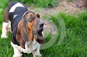 One year old Basset hound (Canis lupus familiaris) in the yard of a hobby farm.