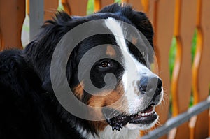 One year old bernese mountain dog