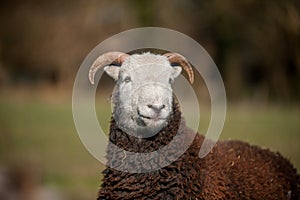 A one year old male herdwick lamb with horns