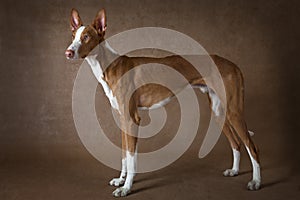 One year old Podenco ibicenco dog against brown background