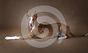 One year old Podenco ibicenco dog in front of brown background photo