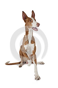 One year old Podenco ibicenco dog isolated on white photo