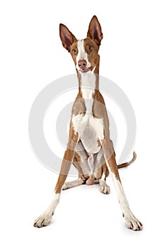 One year old Podenco ibicenco dog over white