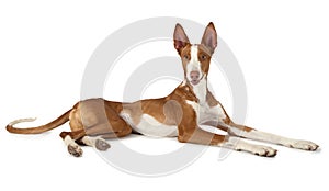 One year old Podenco ibicenco dog on white photo