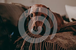 One-year-old smooth brown dachshund dog sitting on the cushions and a throw on a sofa inside the apartment, looking in the camera.