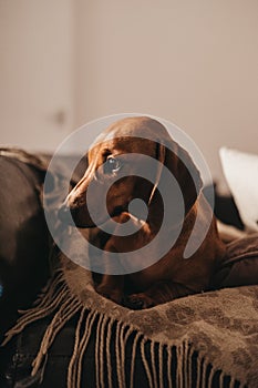 One year old smooth brown dachshund dog sitting on the cushions and a throw on a sofa inside the apartment, looking to the side.