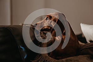 One year old smooth brown dachshund dog sitting on the cushions and a throw on a sofa inside the apartment, looking to the side.