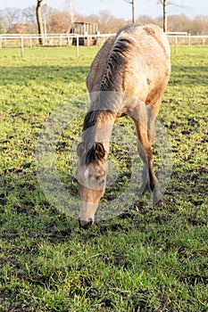 One year old Thoroughbred horse grazing in a green area in rural pastures. Nice yellow, buckskin color