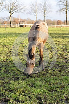 One year old Thoroughbred horse grazing in a green area in rural pastures. Nice yellow, buckskin color