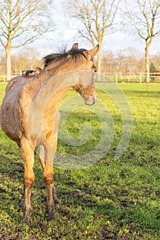 One year old Thoroughbred horse stands in a green area in rural pastures. The stallion looks back. Nice yellow, buckskin