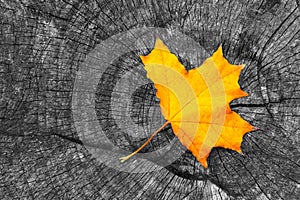 One yellow autumn fall maple leaf on gray wooden rustic background with copy space. Beautiful autumn background with colored