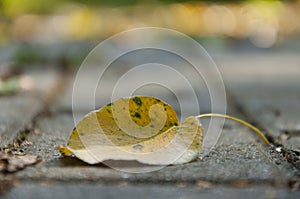 one yellow autumn leaf