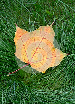 One yellow autumn maple leaf