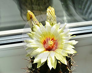 one yellow blooming cactus flower with a red core on the windowsill, close-up