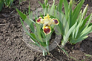 One yellow and brown flower of bearded iris