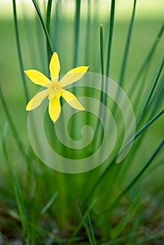 One yellow daffodil in the garden