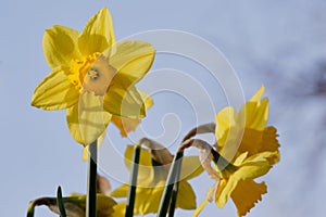 One yellow daffodil among many. Blue complementary sky