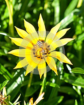 One yellow daisy blooming in a garden