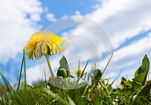 One yellow dandelion on background of blue sky with beautiful clouds.