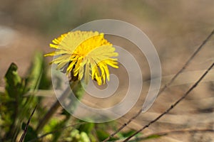 One yellow dandelion close up with blurry background