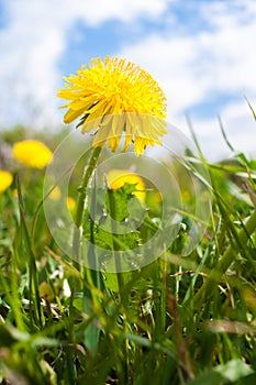 One yellow dandelion on cloudy sky background.