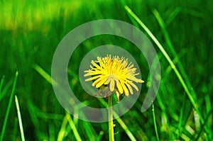 one yellow dandelion flower