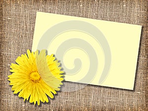 One yellow dandelion-flower with message-card