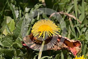 One yellow dandelion flower, Taraxacum officinale, lions tooth or clockflower, blooming in springtime, close-up view