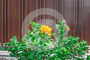 One yellow double hibiscus flower blooms on a bush against a brown metal fence