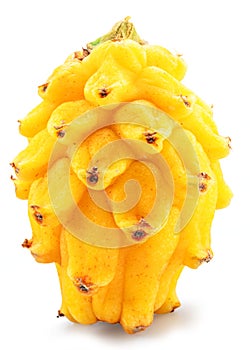 One yellow dragon fruit isolated on white background