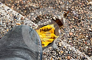 One yellow dry autumn leaf on the ground under the foot. Autumn fall concept.