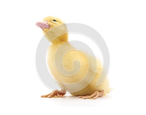 One yellow duckling