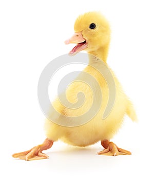 One yellow duckling.