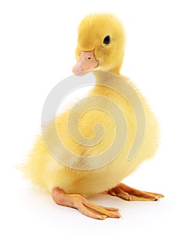 One yellow duckling.