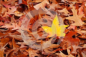 One Yellow Fall Leaf in Pile of Brown Leaves
