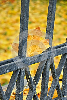 One yellow fallen leaf on the black metal fence.