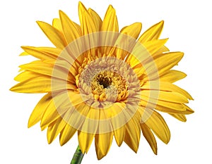 One yellow flower