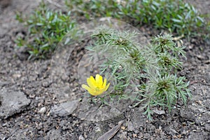 One yellow flower of Adonis vernalis in April photo