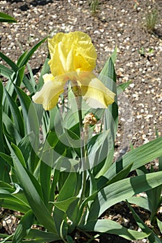 One yellow flower of bearded iris in spring