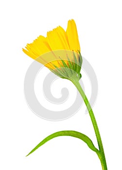One yellow flower of calendula