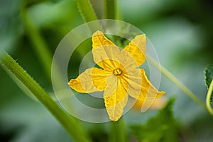 One yellow flower of the cucumber ovary. Cucumber self-pollinated plant in a greenhouse. Planting and growing cucumbers in a