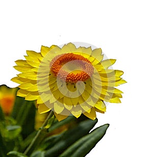 One yellow flower isolated